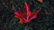 Meteo 4 noiembrie 2022: Nopțile devin mai friguroase. Minime de -1°C