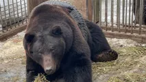 Un urs din Rusia a rămas blocat într-o anvelopă. Cum a fost salvat