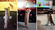 Pisicile fac furori pe internet: Imagini cum acestea joacă Playstation