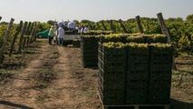 Forfotă pe podgorii: A început recoltarea strugurilor pentru vin