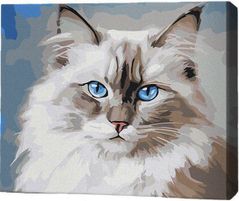 Tablou pe numere BrushMe RMG0001FC 30x40сm (fără cutie) Pisică Birmană
