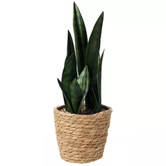 Искусственное растение Promstore 49420 Planta artificiala Sansevieria 38cm, in ghiveci de iuta