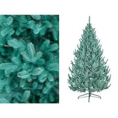 Декоративная ёлка Promstore 47710 Vienez albastru 250cm, 1239ramuri, PE