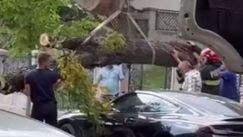 România: Maşină de lux avariată de două ori de un copac prăbuşit