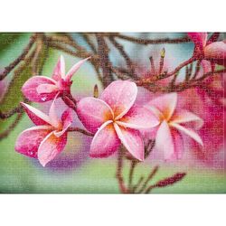 купить Головоломка Noriel NOR2921 Puzzle 500 piese Frangipani в Кишинёве 