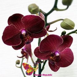 Орхидея бордовая