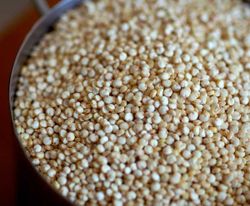 Quinoa Crocus, 300 g.