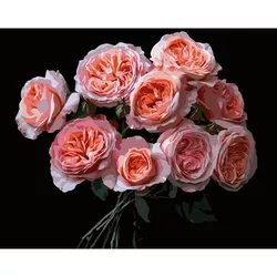купить Картина по номерам Strateg 58062 Flori roz 40x50cm (fundal negru) в Кишинёве 