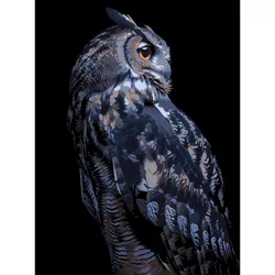 купить Картина по номерам Strateg 58072 Bufnita de noapte 30x40cm (fundal negru) в Кишинёве 