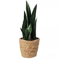 купить Искусственное растение Promstore 49420 Planta artificiala Sansevieria 38cm, in ghiveci de iuta в Кишинёве 