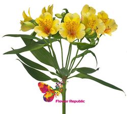 Alstroemeria galbena - Preț o bucată