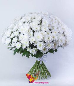 Crizantema arbust albă  pret/buc
