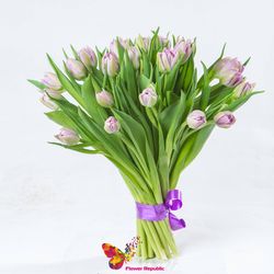 Фиолетовые голландские тюльпаны поштучно