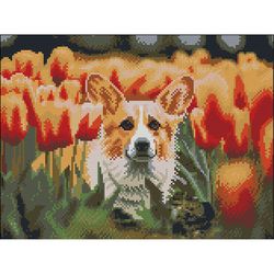 купить Картина по номерам Strateg 58088 Pictura cu diamante 30x40cm, Corgi in lalele в Кишинёве 