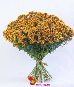 Crizantema arbust orange pret/buc