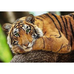 купить Пазл Trefl 37397 Puzzle 500. Tigru в Кишинёве 