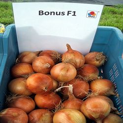 Bonus F1 (250 000 semințe)