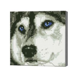 Голубоглазая хаски, 20x20 см, алмазная мозаика