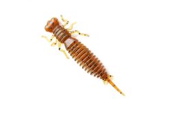 Силикон Larva 1.6 цвет 002 FANATIK