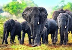 купить Головоломка Trefl R25H /23(R25K/62) (10442) 1000 Elefanții africani в Кишинёве 