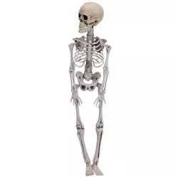 cumpără Decor Promstore 38197 Сувенир Halloween Скелет подвесной 42cm în Chișinău 