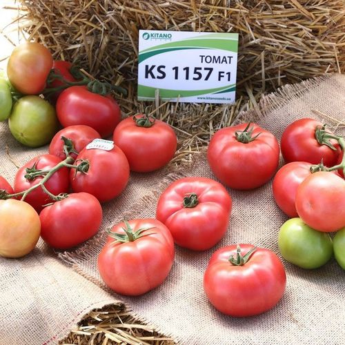 KS 1157 F1 (1000 semințe) 