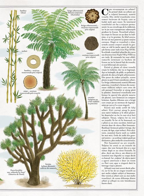 cumpără Arborii (carte gigantică) Piotr Socha, Wojciech Grajkowski în Chișinău 