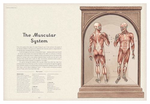 купить Anatomicum: (Welcome To The Museum) в Кишинёве 