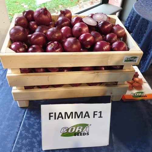 Fiamma F1 (250 000 semințe) 