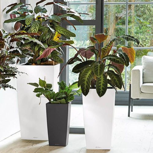 купить Цветочный горшок Lechuza Cubico Premium 30, Scarlet Red в Кишинёве 