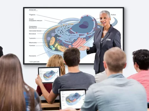 cumpără Display interactiv Viewsonic CDE6530, Commercial Presentation Display, 65" în Chișinău 