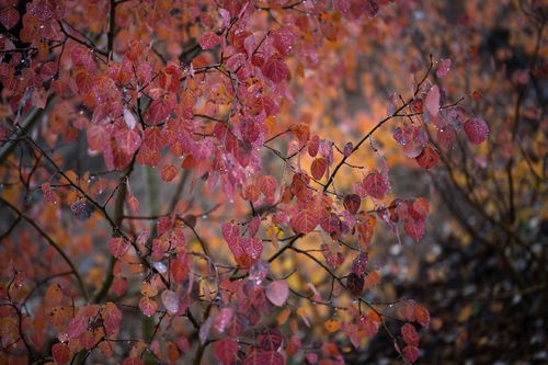 cumpără Obiectiv Nikon Z 24-70mm f/2.8 S II Nikkor în Chișinău 