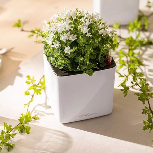 купить Цветочный горшок Lechuza Cube Glossy 14, White в Кишинёве 