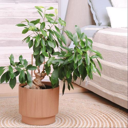 cumpără Ghiveci pentru flori Aleana 128027 Oslo cu insertie d12cm, caramel în Chișinău 