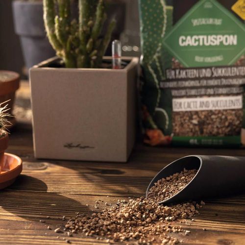 cumpără Substrat pentru plante Lechuza Cactuspon, 6l în Chișinău 