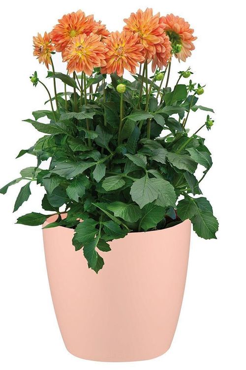 купить Цветочный горшок ProGarden 41628 Ghiveci p/u flori din ceramica H11cm, D12cm, monocolor в Кишинёве 