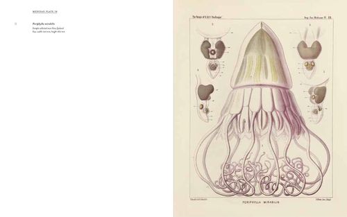 купить Art Forms from the Abyss: Ernst Haeckel's в Кишинёве 