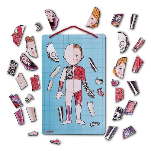 купить Настольная игра Janod J05491 Set magnetic Corpul Uman в Кишинёве 