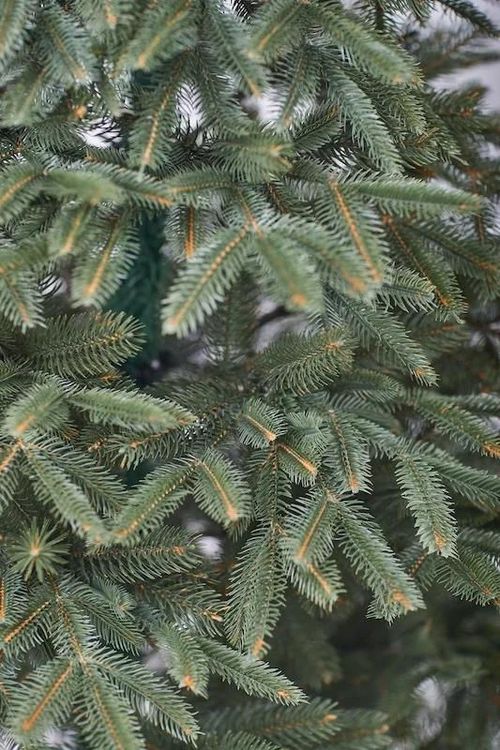 купить Декоративная ёлка Divi Trees American Silicon small 1,5m в Кишинёве 