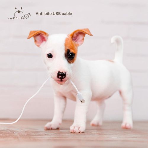 купить Миска для собак и кошек Ufesa Pet Feeder PetBuddy Feed в Кишинёве 