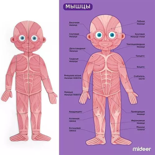 купить Головоломка Mideer CT7013 Puzzle magnetic Corpul uman, 90 elem. в Кишинёве 