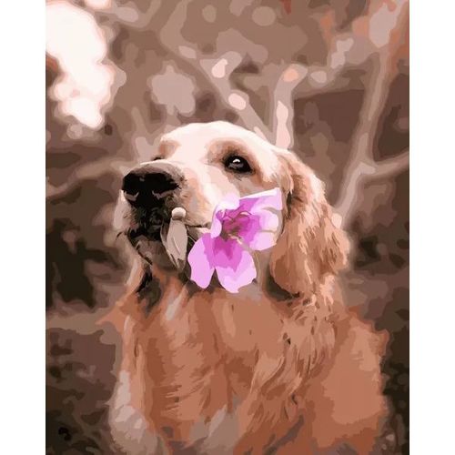 cumpără Tablou pe numere Strateg R 9 / 7 (GS309)(35040) Golden Retriever cu floare, 40x50 cm în Chișinău 