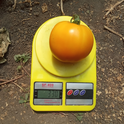 Seminţe tomate Buda F1 - BHN Seed (500 semințe) 