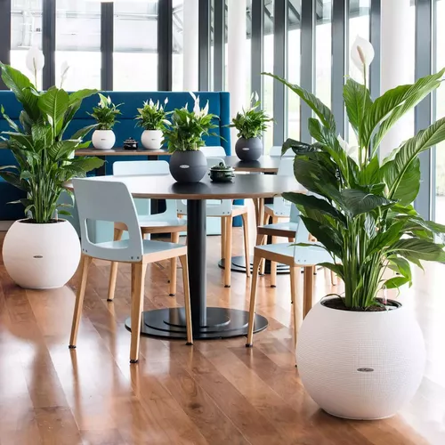 cumpără Ghiveci pentru flori Lechuza Puro Color 50, White în Chișinău 