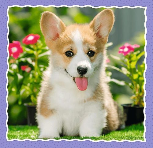 купить Головоломка Trefl 34854 Puzzles 3in1 Lovely dogs в Кишинёве 