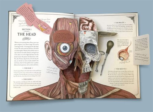 купить The Human Body: A Pop-Up Guide to Anatomy (Richard Walker) в Кишинёве 