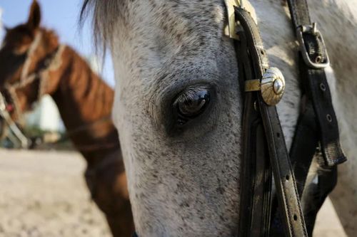 купить Фотоаппарат беззеркальный FujiFilm GFX100RF silver в Кишинёве 