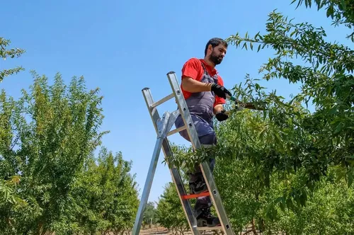 cumpără Scară Cagsan BM25 Scara pentru gradina 8 trepte, H=2.57m, max.150kg în Chișinău 