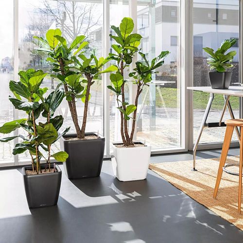 купить Цветочный горшок Lechuza Quadro Premium 43 LS, Black в Кишинёве 