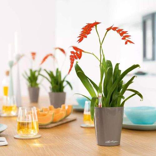 cumpără Ghiveci pentru flori Lechuza Mini Deltini Premium, Shiny Taupe în Chișinău 